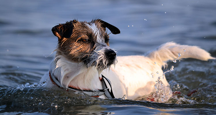 Bild på hund som badar
